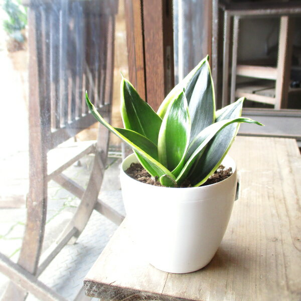 サンスベリアハニー35号鉢サイズ鉢植えサンセベリアトラノオ送料無料薫る花ミニ観葉植物おしゃれインテリ