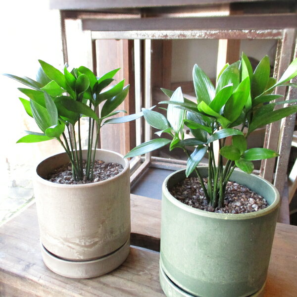 ナギ梛鉢色選べるシリンドリカルポット35号鉢サイズ鉢植え縁結びの木縁起の良い植物ナギの木梛の木御神木