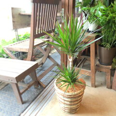 https://thumbnail.image.rakuten.co.jp/@0_mall/kaoruhana/cabinet/green_style_02/dracaena_05_01.jpg