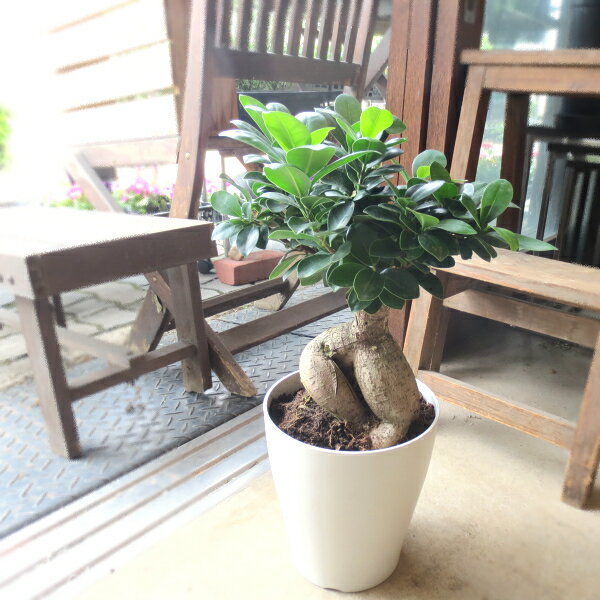 【送料無料】ガジュマル 多幸の木 6号鉢サイズ 鉢植え【薫る