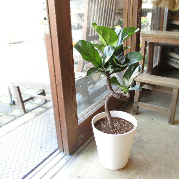 楽天市場】カシワ ゴムの木(高さ(植物)~ 70.9cm)の通販 楽天市場】カシワ ゴムの木(高さ(植物)~ 70.9cm)の通販