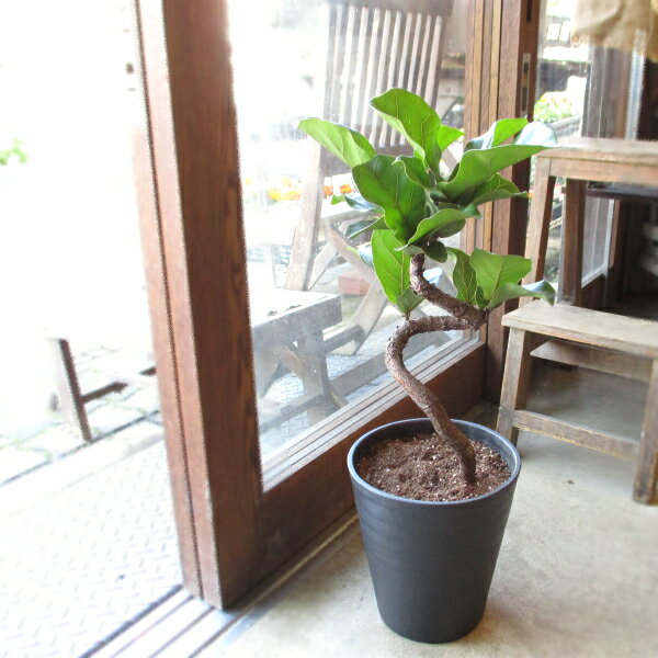 楽天市場】カシワ ゴムの木(高さ(植物)~ 70.9cm)の通販 楽天市場】カシワ ゴムの木(高さ(植物)~ 70.9cm)の通販