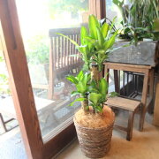幸福の木ドラセナマッサンゲアナ7号鉢サイズ鉢植え