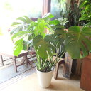 【送料無料】モンステラ デリシオーサ 7号鉢サイズ 鉢植え【薫る花】【観葉植物 ミニ インテリアグリーン プレゼント ギフト 贈り物 お誕生日 記念日 開店祝い 引越し祝い 新築祝い 移転祝い 人気 アジアンテイスト デリシオサ デリキオサ】)