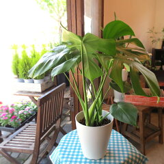 https://thumbnail.image.rakuten.co.jp/@0_mall/kaoruhana/cabinet/green_style_02/monstera_08_01.jpg