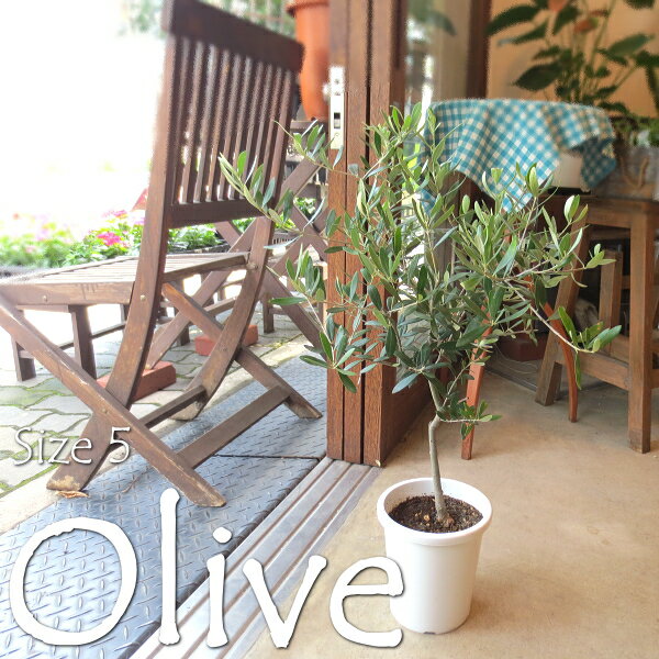 オリーブの木 5号鉢サイズ 鉢植え 苗木 オリーブ 送料無料 薫る花 庭木 シンボルツリー 常緑樹 中型 小型