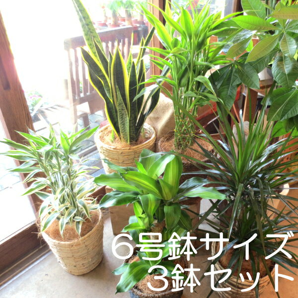 【送料無料】3鉢セット おためし観葉植物おまかせ6号鉢サイズ 鉢植え【薫る花】【観葉植物 ミニ インテリアグリーン プレゼント ギフト 贈り物 お誕生日 開店祝い 引越し祝い 新築 移転 お試し 福袋 人気 幸福の木 パキラ モンステラ サンスベリア 種類】）