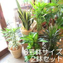 【送料無料】2鉢セット おためし観葉植物おまかせ6号鉢サイズ 鉢植え【薫る花】【観葉植物 ミニ イン ...