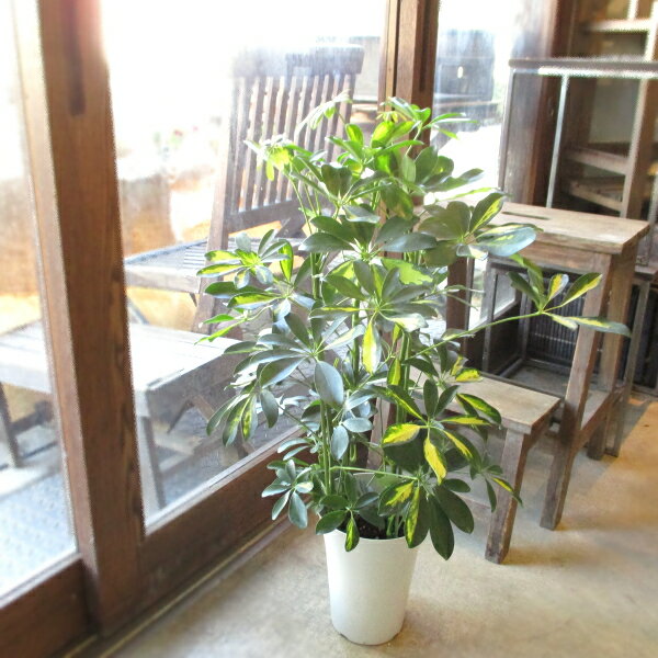 風水に良い運気を上げる観葉植物おすすめ15選 場所や置く方角含めてご紹介 暮らし の