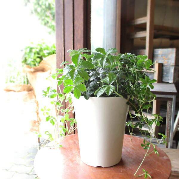 シュガーバイン 6号鉢サイズ 鉢植え パーセノシッサス パルテノシッサス 送料無料 薫る花 観葉植物 おしゃれ インテリアグリーン 小型 ミニ