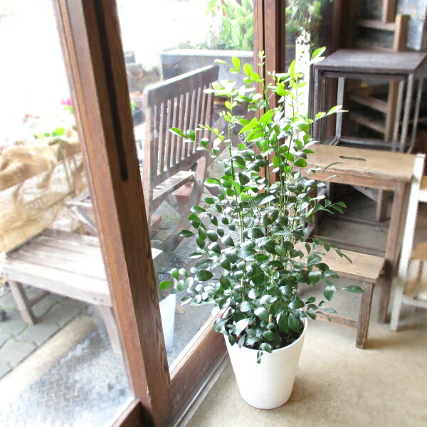 シルクジャスミン 月橘 ゲッキツ 8号鉢サイズ 白色 セラアート鉢 鉢植え 白いお花と甘い香り 送料無料 薫る花 観葉植物 おしゃれ インテリアグリーン 大型 中型のサムネイル