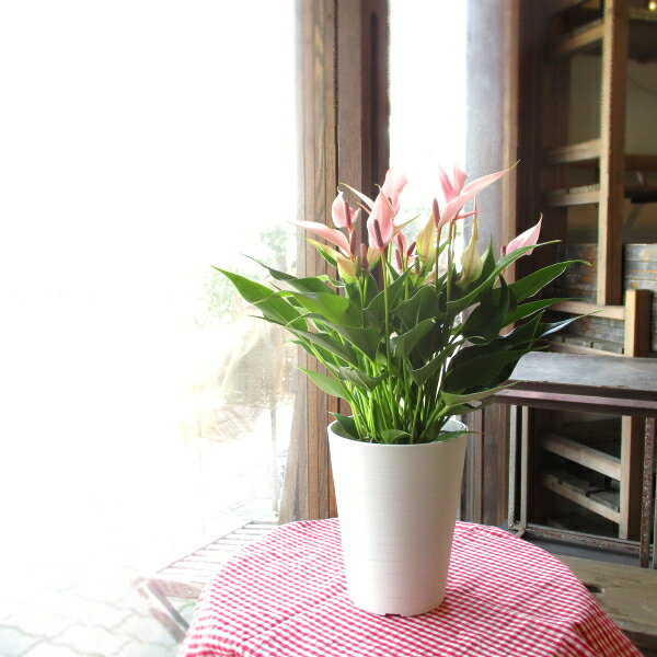 アンスリューム リリー 4.5号鉢サイズ 鉢植え 桃色 ピンク アンスリウム リリィ lily リリィー 送料無料 薫る花 観葉植物 おしゃれ インテリアグリーン 花鉢 誕生日プレゼント