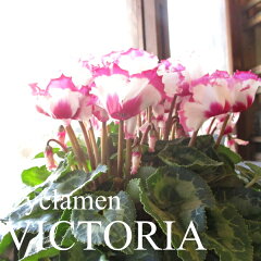 https://thumbnail.image.rakuten.co.jp/@0_mall/kaoruhana/cabinet/seasonal_flower2/cyclamen/victoria_01.jpg