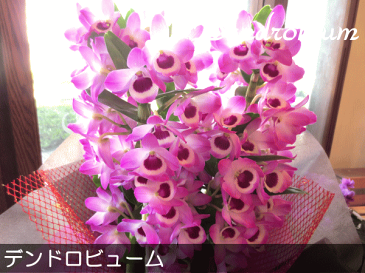 デンドロビューム Mサイズ 鉢植え 高品質でもお求めやすい価格で 洋蘭 洋ラン 送料無料 薫る花 デンドロビウム フラワー 鉢花 花鉢 お歳暮 御歳暮