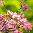 ハナミズキ 花水木 選べる花色 ピンク 桃花 白花 赤花 苗木 接木ポット苗 送料無料 薫る花 庭木 植木 花木 シンボルツリー 落葉樹 ガーデニング 園芸