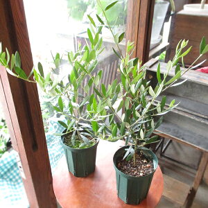 2品種セット オリーブの木 4号鉢サイズ 鉢植え 苗木 送料無料 薫る花 庭木 シンボルツリー 常緑樹 中型 小型