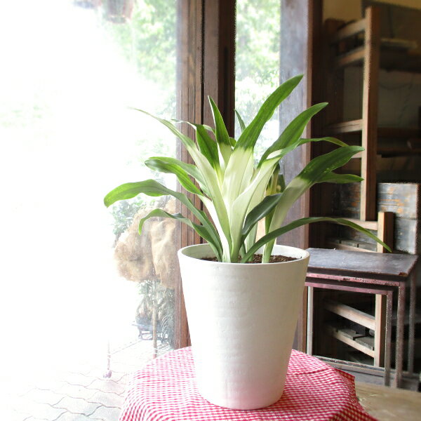 万年青 オモト あけぼのおもと 宗石 7号鉢サイズ 白色 セラアート鉢 鉢植え 曙 送料無料 薫る花 ...