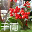 【送料無料】大実千両 赤実 実付き 5号鉢サイズ 鉢植え【薫る花】【観葉植物 ミニ インテリアグリーン プレゼント ギフト 贈り物 お誕生日 結婚記念日 開店祝い 引越し祝い 引っ越し祝い 新築 株立ち 庭木 シンボルツリー センリョウ 万両 百両 常緑樹】)