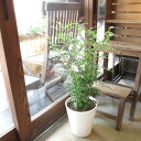 シマトネリコ 7号鉢サイズ 白色 セラアート鉢 鉢植え 送料無料 薫る花 庭木 シンボルツリー 常緑樹 大型 中型 ホワイト トネリコ
