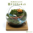 【野原でのんびり】苔テラリウム 苔リウム コケリウム 盆栽 苔 手作り キット 巣ごもり おうち時間 ガーデニング 観葉植物 園芸 癒し ギフト 誕生日 プレゼ...