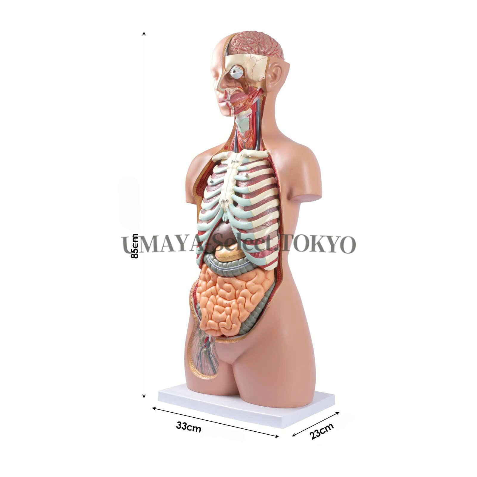 UMAYA-Select.TOKYOの85cm 17パーツ 人体解剖学模型 筋肉 臓器 骨格 内臓 取り外し可能 医療教育用 等身大科学用品 研究室 学校用ティーチングツール 精密な人体胴体｜アングル2
