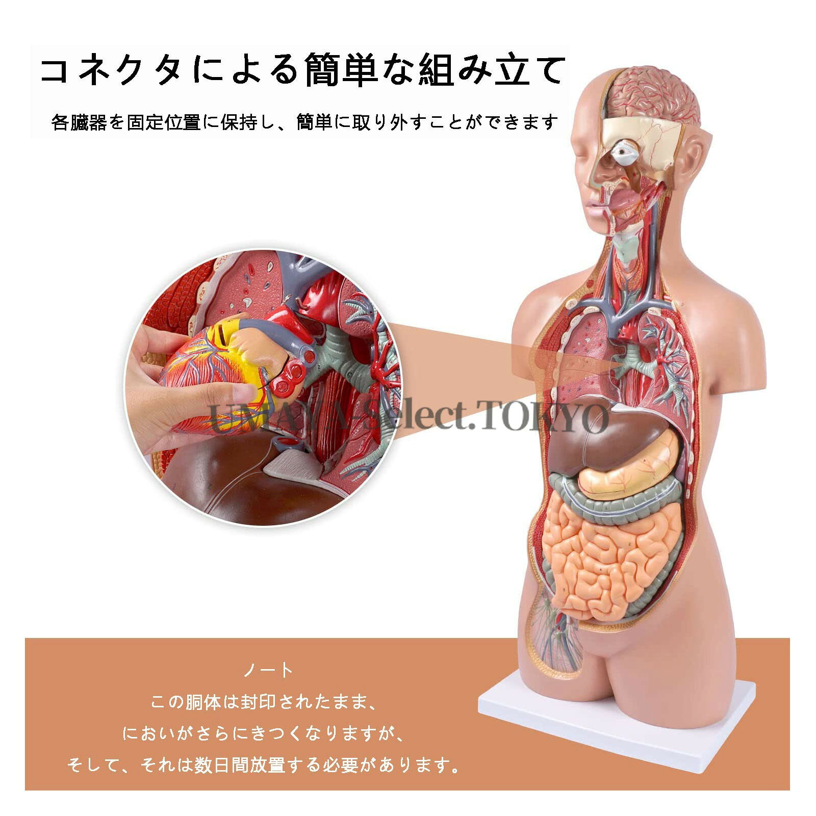 UMAYA-Select.TOKYOの85cm 17パーツ 人体解剖学模型 筋肉 臓器 骨格 内臓 取り外し可能 医療教育用 等身大科学用品 研究室 学校用ティーチングツール 精密な人体胴体｜アングル3