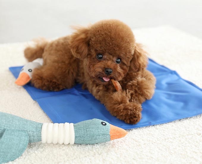 ペットベッド夏ひんやり冷却マットジェルシートクールマット冷感マット夏用犬猫接触冷感涼しい熱中症対策暑さ対策耐噛み水洗い防水いぬイヌネコ犬用猫用ベッドグッズ3サイズ