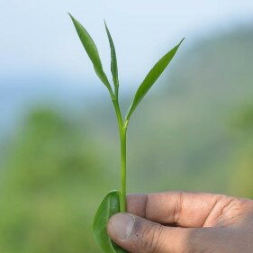 26%OFF相当【通販限定】期間限定紅茶たっぷり284杯分新作人気水出しカレルアイス&ホットパイナップルアールグレイマスカットウーロンおうちおうち時間ラッピング袋付き個包装紅茶好きティーバッグ受賞茶園選別手摘み