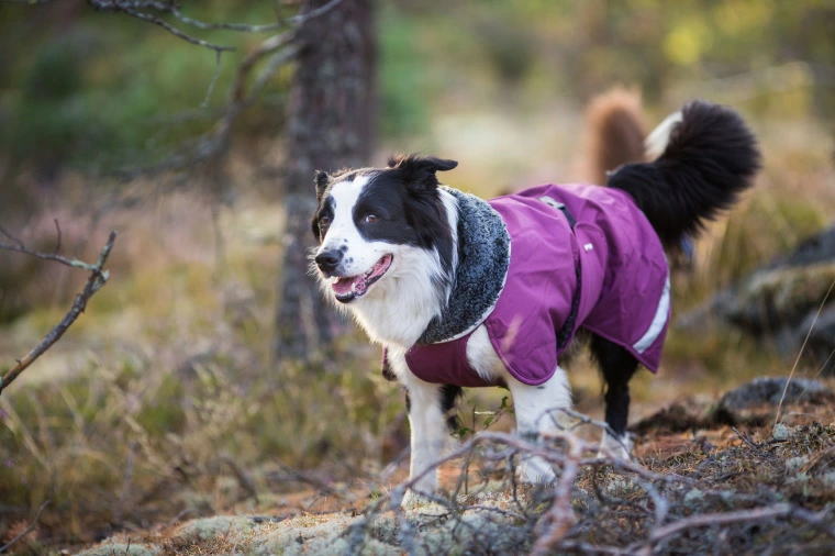 フィンランドのドッグブランド史上最強レベルの防寒ジャケット小・中型犬用