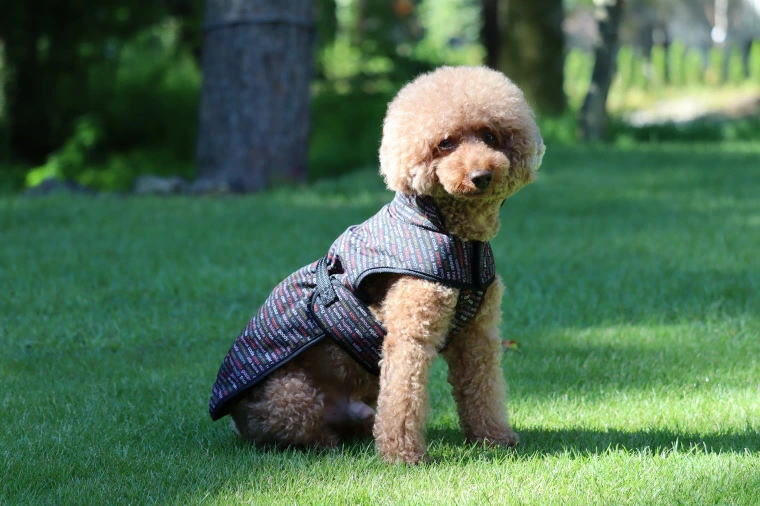 まさに着るお布団ジャケット中型犬用サイズ