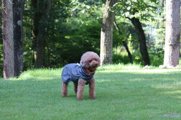 フィンランドのドッグブランド【Hurtta】【フルッタ】・ラズルダズルシリーズ「ミッドレイヤー」小～中型犬用