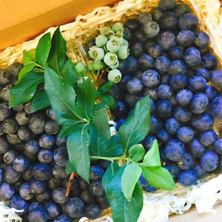 【ご予約受付中】軽井沢高原の生ブルーベリー【1kg】