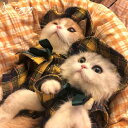【送料無料】猫服 猫ウェア ペット服 ネコ イギリス風紳士服セット 2色 チェック柄 ラグドール スコティッシュフォールド アメリカンショートヘア 探偵服 猫変...