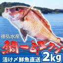 【NHKおはよう日本で紹介されました】徳弘水産ブランド真鯛『鯛一郎クン』宇和島養殖真鯛活け〆（まる）《成魚約2kg》【お食い初め】【祝い鯛】チルド便【クレジットカード決済のみ】