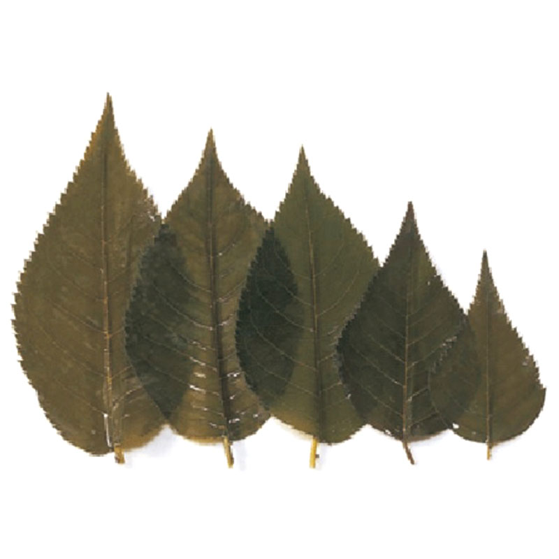 山眞産業 桜の葉 50枚 業務用