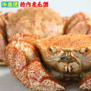 《冷蔵便でお届け！》稚内産「極」毛ガニ650g×1尾　【操業期間限定】身も味噌もたっぷり！極上の毛蟹が激安！　【楽ギフ_のし宛書】【ギフト】