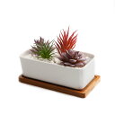 16.5cm 陶器鉢 植木鉢 多肉植物鉢 サボテン鉢 竹トレイ付き 底穴付き 白 長方形 プレゼント(2セット)