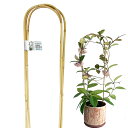 植物支柱 アーチ 天然竹 120cm U字型園芸支柱 3本入りパック トンネル支柱 つる性植物 鉢植え トマトなど家庭菜園野菜の栽培支柱 植物サポート 園芸用