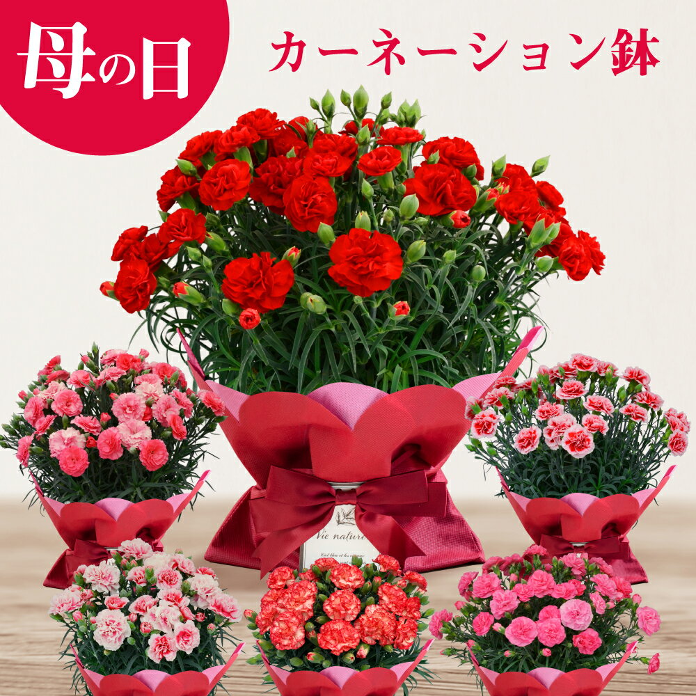 ＼遅れてごめんね／母の日 花 ギフト プレゼント 鉢植え カーネーション 鉢 生花 送料無料 お花ギフト 赤 レッド ピンク オレンジ 無料ラッピング メッセージカード付き 40代 50代 60代 70代 義母 継母