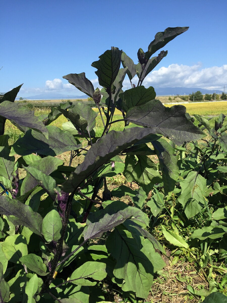 ����� �ͤ��碌 ���ޤ���4�ʡ���ڥ��å� ����� ������� ����� ��������� �ܤ���� ������� �������� ����������� �䤵�� ��� �ͤ��碌 �ͤ�礻 �� ���� ��̣���� �������� ��Ǥ�� ���� �� �������� �� ������ ������