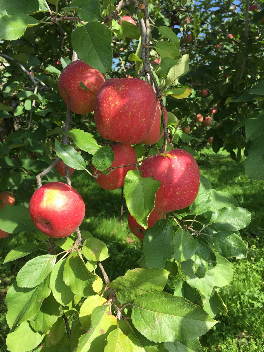 山形県産リンゴ【りんご約1kg 】紅玉 甘酸っぱい リンゴ 家庭用 色むらあり 軸割れあり お徳用 生食OK食材 美味しい ジャム ジュース 加工用 ケーキ ...