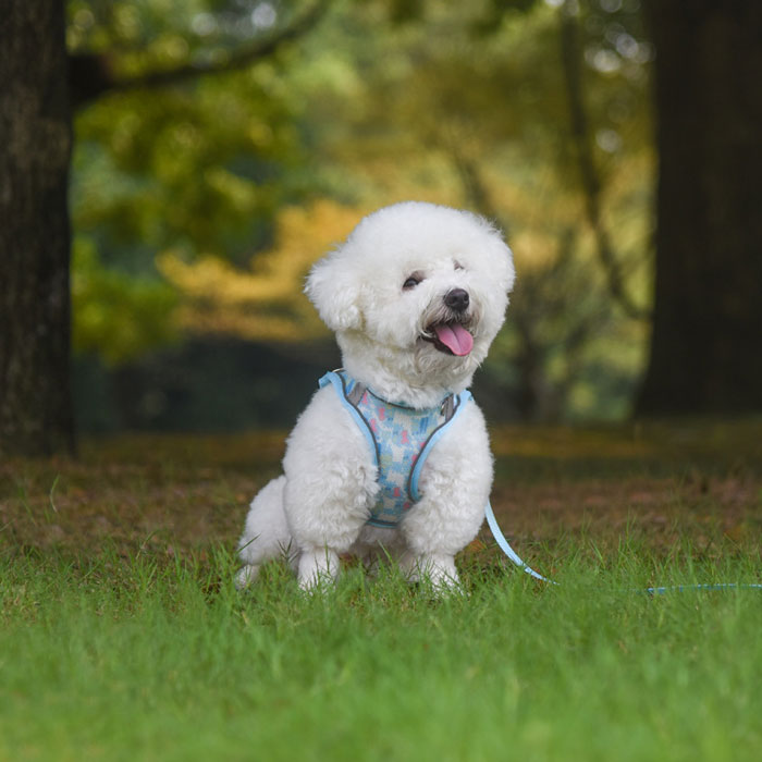 ハーネス リード胴輪 ハーネス ベスト型 牽引ロープ ソフトハーネス 猫 抜けない マジックテープ 引っ..