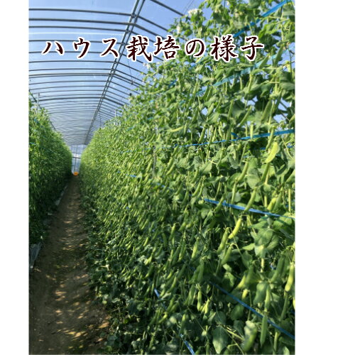 ��ͽ������ 1����ܤ��缡ȯ���ۡ�����̵���۵�������������ɤ�Ʀ ���� 2kg ����ɥ�Ʀ ���Ĥޤ� ���� Ʀ���� ������ �ѥ��� ���ʥå� ���ۻ� ���꡼��ԡ��� ������ Ʀ �ޤ� ����ɥ��ޥ� ���Ⱥ���