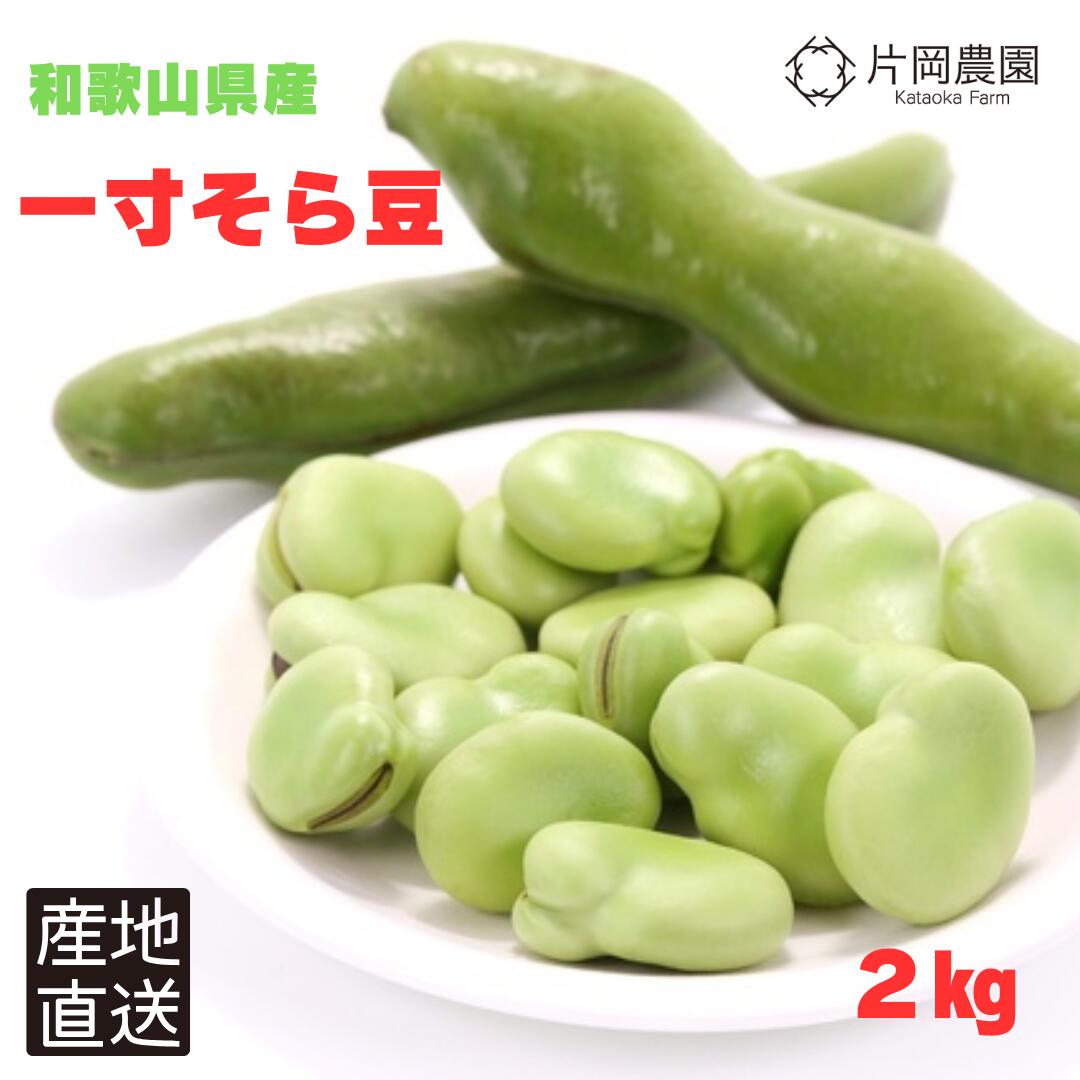 【送料無料】【期間限定】【4月中旬より順次発送】一寸そら豆 2キロ 和歌山県産 一寸豆 おつまみ ソラマメ 空豆 春野菜