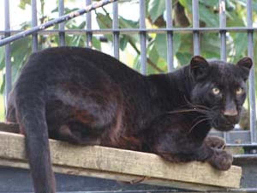 どうぶつの森　クロヒョウ／黒豹　ジオラマ完成品★ジオラマで見る野生の世界★コレクションケース　180×180×186mm