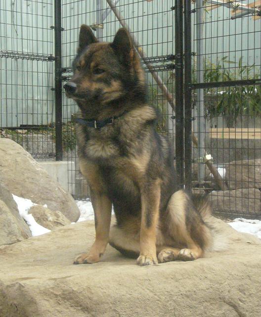 どうぶつの森　イヌ／犬／ドック　ジオラマ完成品★お好みの犬種があればご相談ください。★ジオラマで見る野生の世界★コレクションケース　180×180×186mm