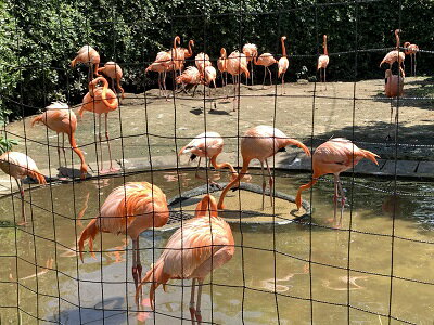 どうぶつの森　フラミンゴ　ジオラマ完成品★ジオラマで見る野生の世界★コレクションケース　180×180×186mm