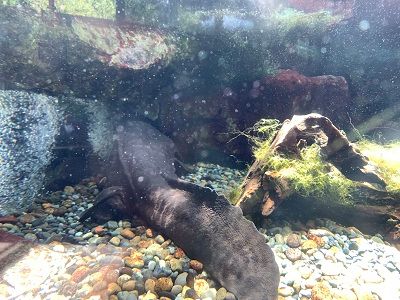 どうぶつの森　サンショウウオ／山椒魚　ジオラマ完成品★ジオラマで見る野生の世界★コレクションケース　180×180×186mm