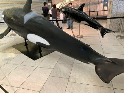 どうぶつの森　シャチ／クジラ・鯨　ジオラマ完成品★お好みの種類をご相談ください★ジオラマで見る野生の世界★コレクションケース　180×180×186mm