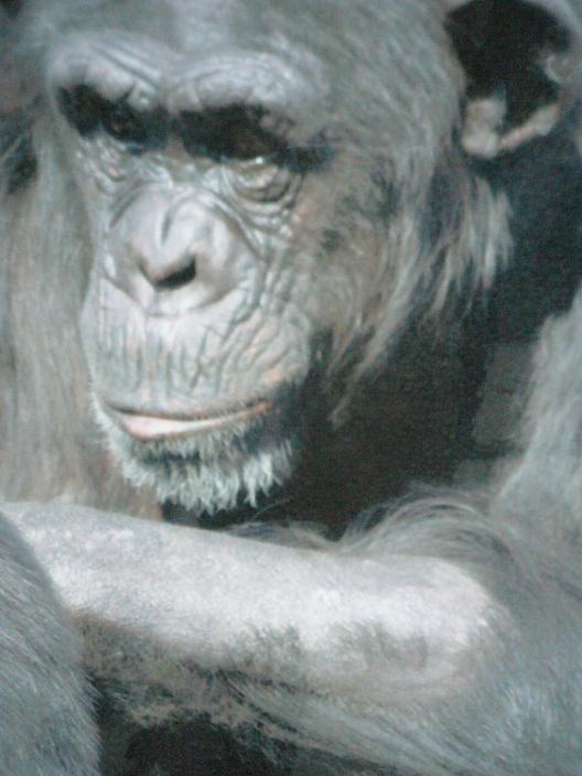 どうぶつの森　チンパンジー　ジオラマ完成品★お好みの種類があればご相談ください★ジオラマで見る野生の世界★コレクションケース　180×180×186mm